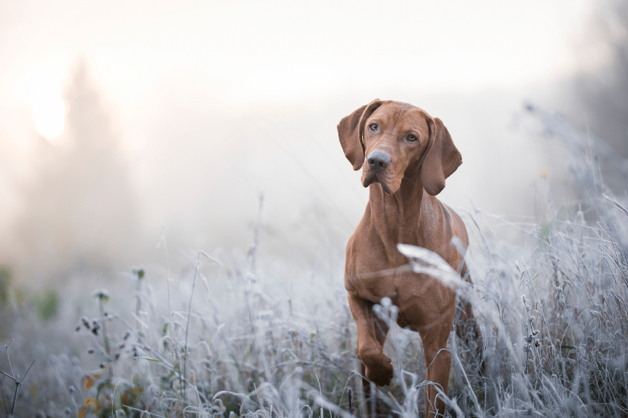 Chien brun dans un champ givré.