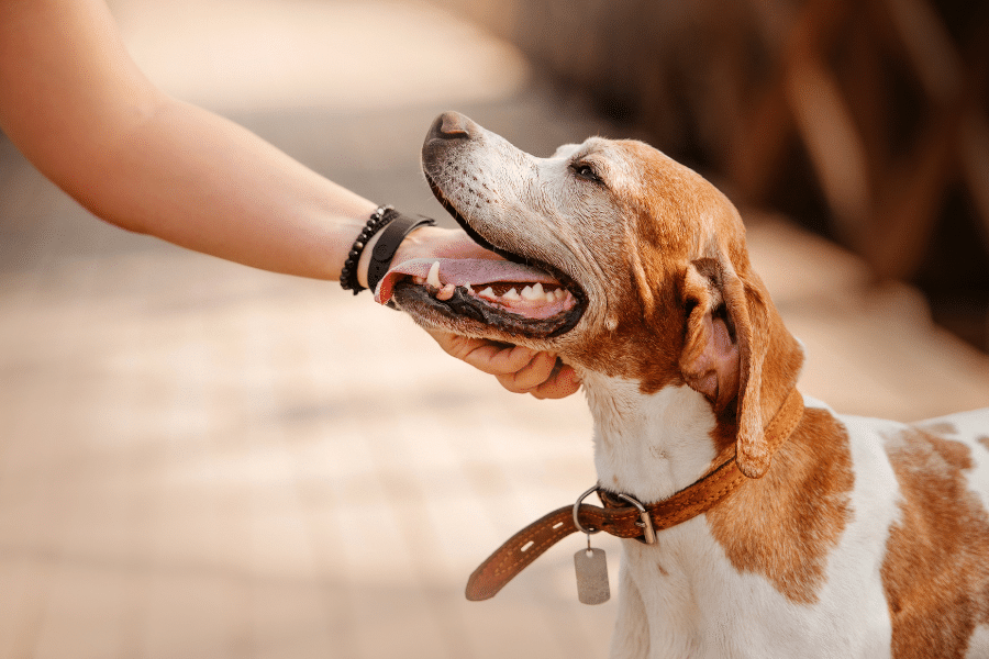 Chien caressé par une main, collier visible.