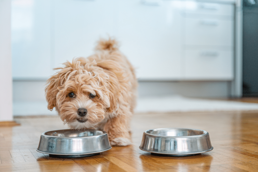 Chien attend devant gamelles vides dans cuisine.