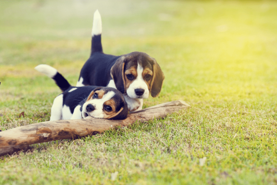 Deux chiots jouent dans l'herbe.