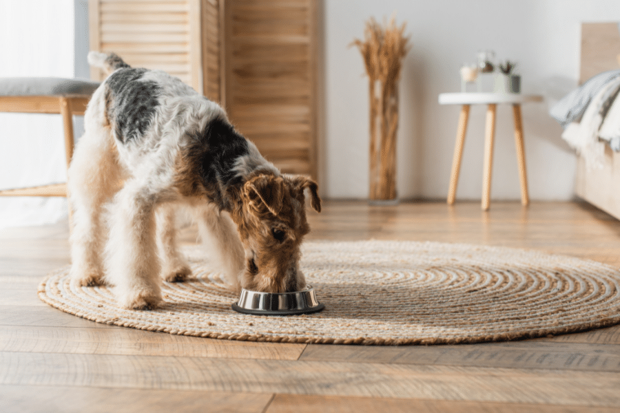 Chien mangeant dans une gamelle métallique sur tapis.