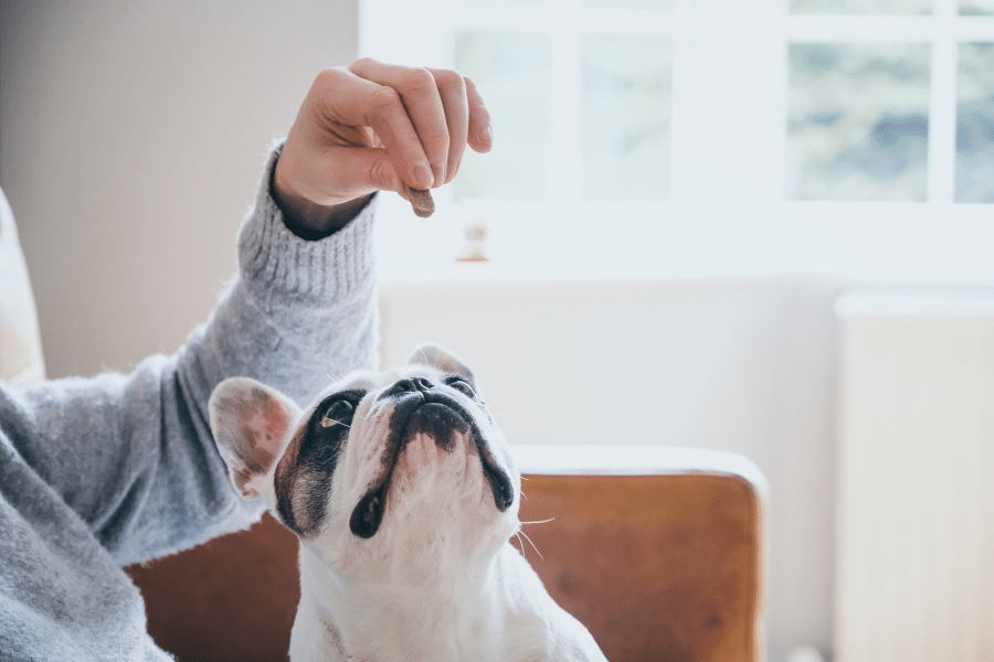 Chien attentif regardant une friandise.