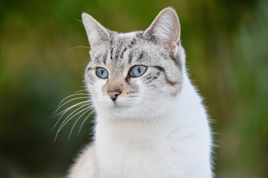 Chat aux yeux bleus, qui souffre de constipation.