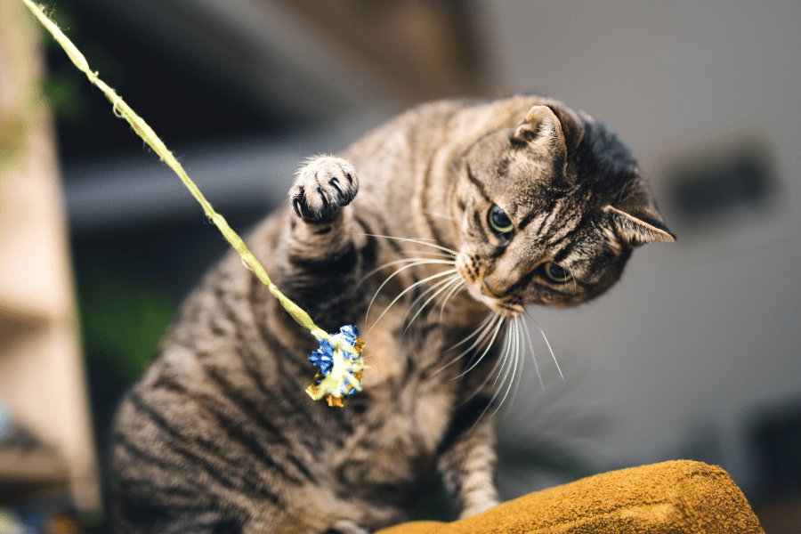 Chat tigré jouant avec un jouet.