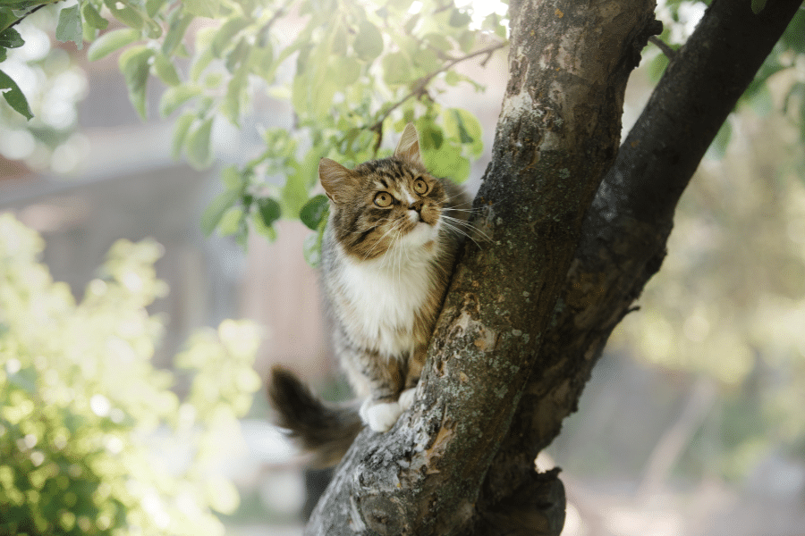 Chat tigré perché sur un arbre fleuri pour chasser une proie.