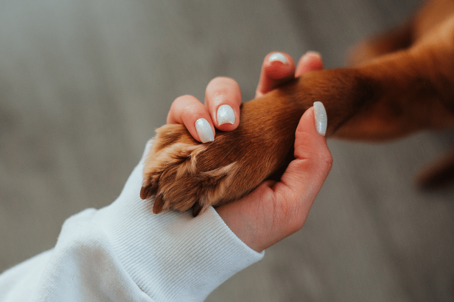 Main humaine tenant une patte de chien.