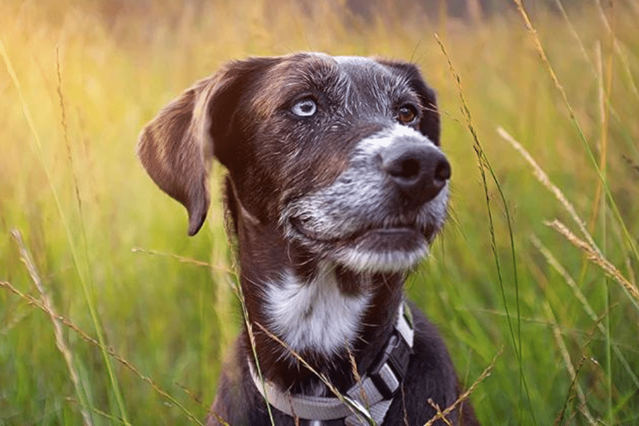 Chien dans champ de hautes herbes au coucher du soleil.