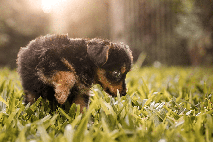 Chiot qui mange de l'herbe