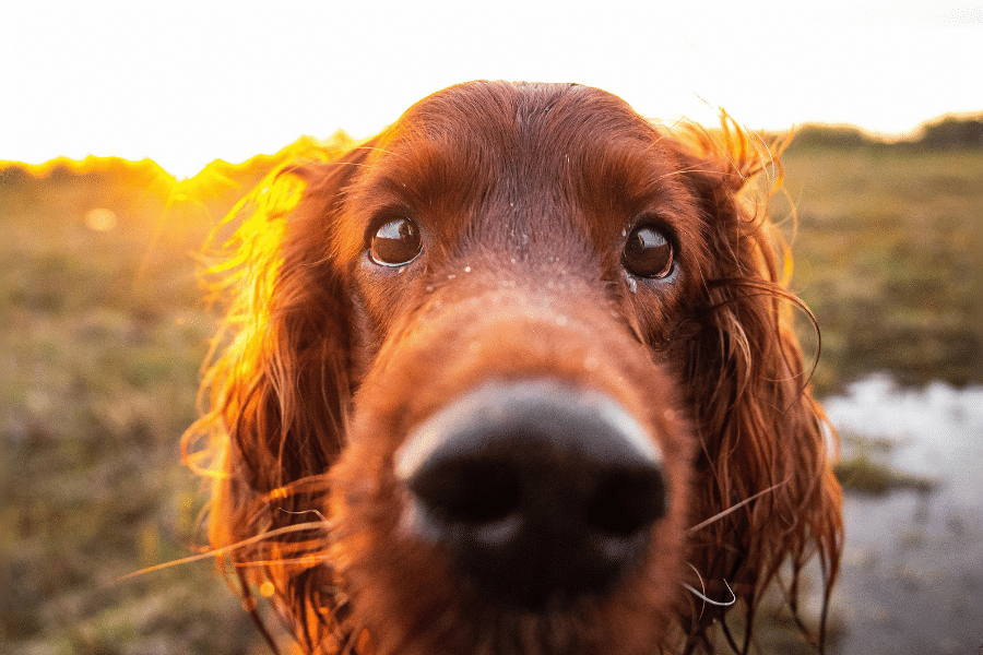 Chien qui montre son nez qui coule.