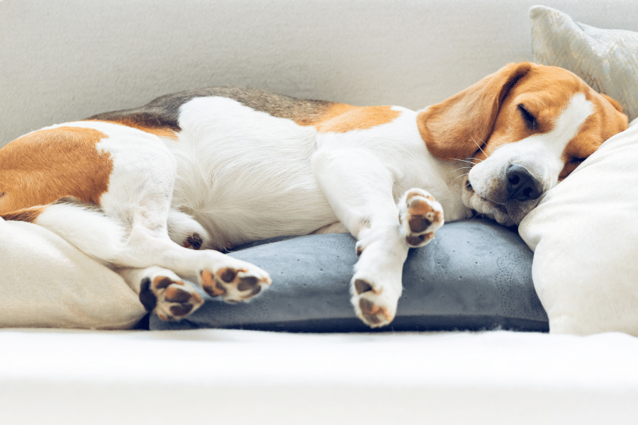 Chienne beagle tricolore en gestation.