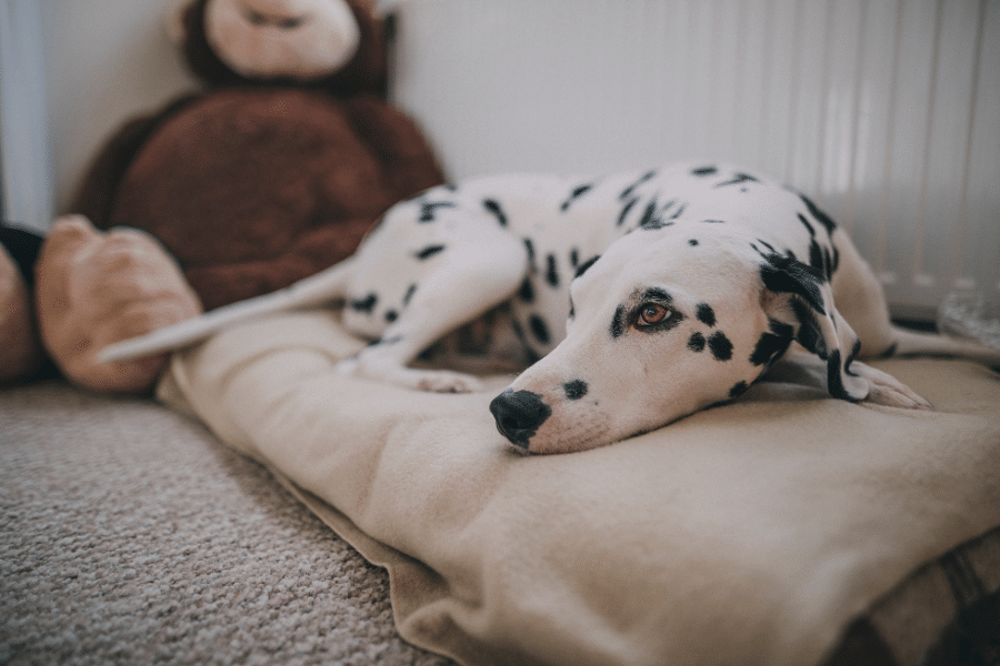 Dalmatien en dépression allongé sur un coussin.