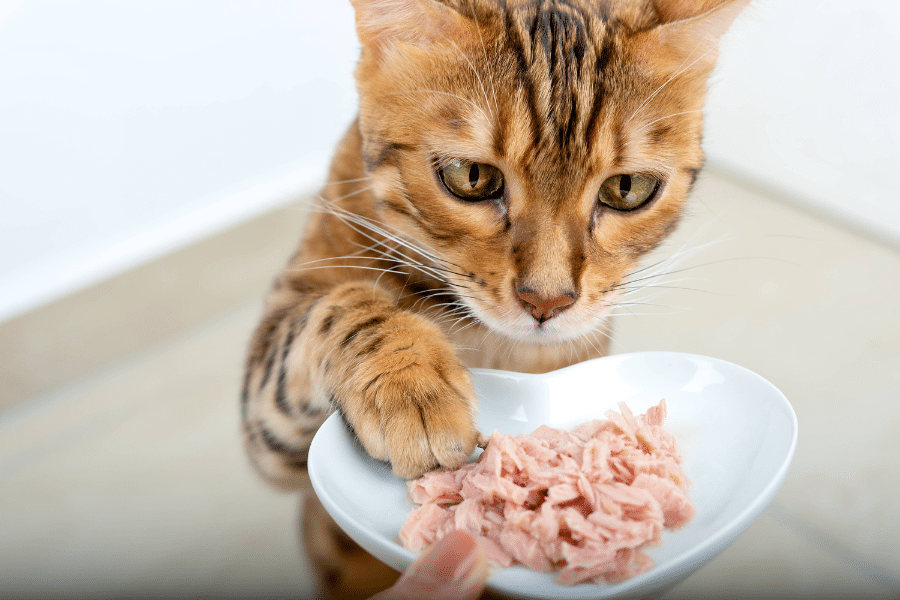 Chat qui mange sa proie.