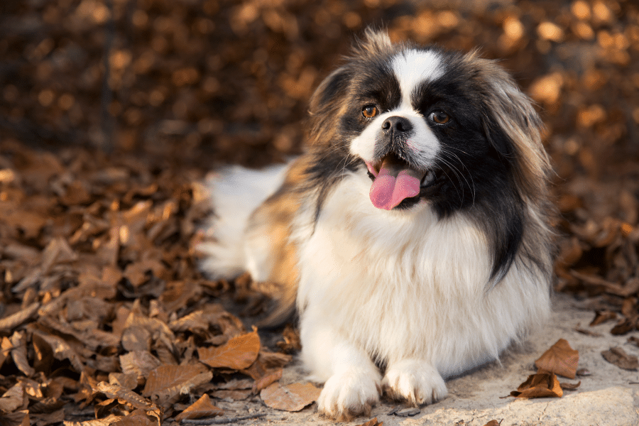 Chien couché sur des feuilles mortes, qui internue.