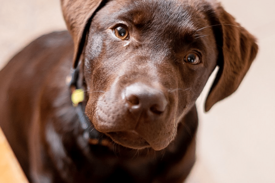 Chien Labrador marron regardant la caméra.