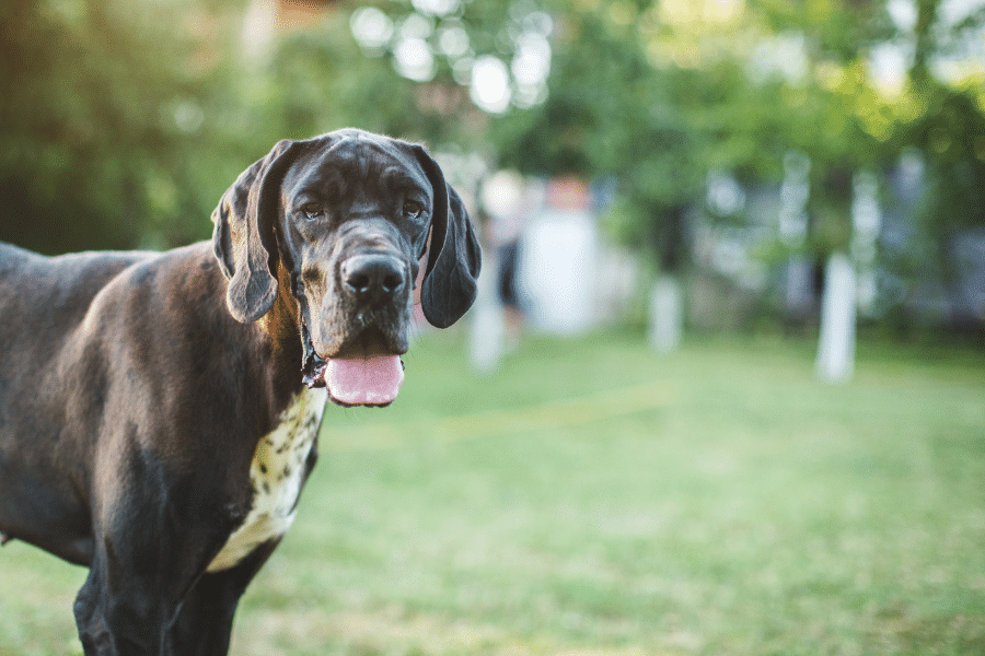 Chien en extérieur, langue pendante, regardant la caméra.