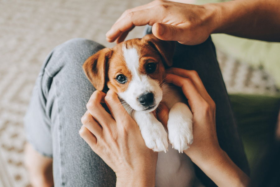 Chiot infesté par des vers intestinaux.